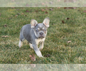 French Bulldog Puppy for sale in NAPPANEE, IN, USA