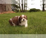 Small #1 Cavapoo
