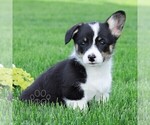 Small Pembroke Welsh Corgi