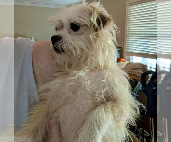 Medium Photo #2 Mutt Puppy For Sale in Spring Lake, NC, USA