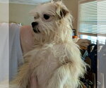 Small #1 Mutt