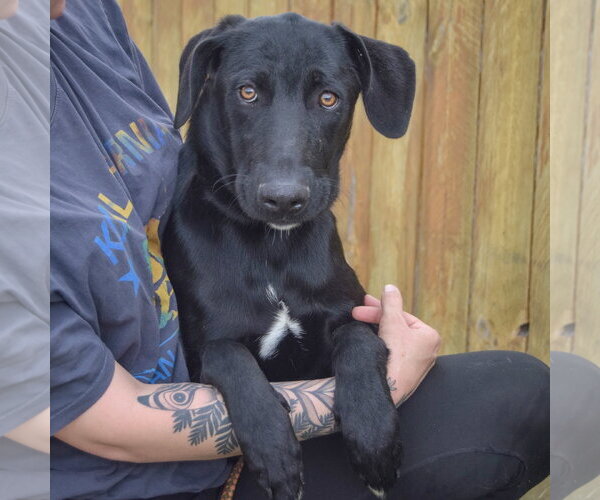 Medium Photo #2 Unknown-Weimaraner Mix Puppy For Sale in Huntley, IL, USA
