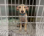 Small #2 Labrador Retriever Mix