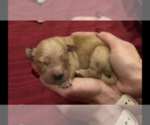 Small Photo #7 Golden Retriever Puppy For Sale in PERRIS, CA, USA