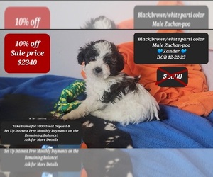 Zuchon Puppy for sale in TUCSON, AZ, USA