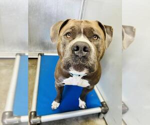 American Pit Bull Terrier-Staffordshire Bull Terrier Mix Dogs for adoption in Santa Maria, CA, USA