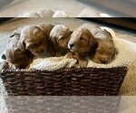 Small Photo #3 Goldendoodle Puppy For Sale in MANTECA, CA, USA