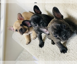 French Bulldog Puppy for Sale in FRISCO, Texas USA