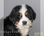 Small Bernese Mountain Dog