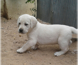 Labrador Retriever Puppy for sale in FORT LUPTON, CO, USA