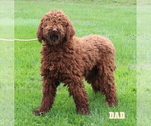 Father of the Goldendoodle puppies born on 08/18/2022