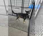 Small #3 German Shepherd Dog