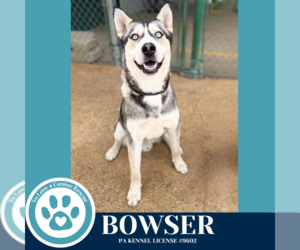 - Mix Dogs for adoption in Kimberton, PA, USA