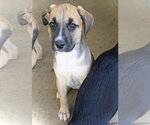 Small #1 Australian Shepherd Mix