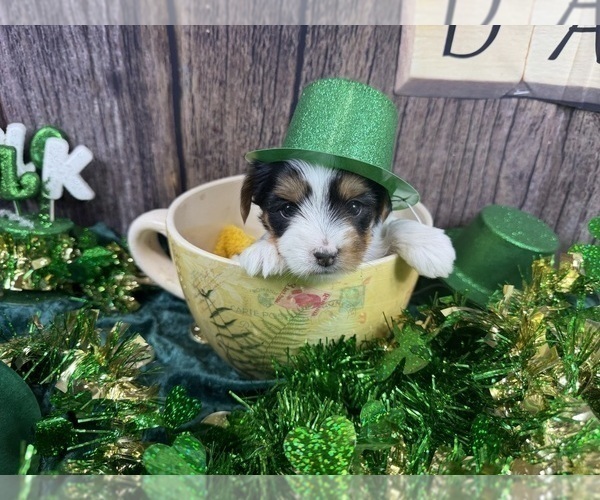 Medium Photo #12 Morkie Puppy For Sale in CASSVILLE, MO, USA