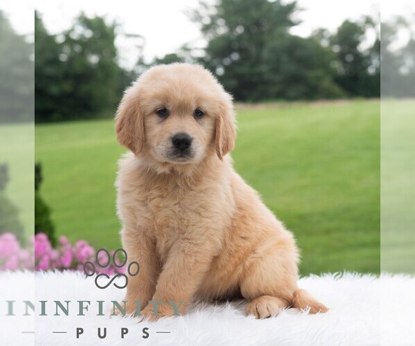 Medium Photo #5 Golden Retriever Puppy For Sale in NEWPORT, PA, USA