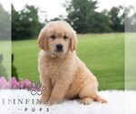 Small #4 Golden Retriever