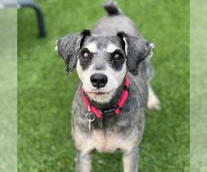 Mutt Dogs for adoption in San Diego, CA, USA