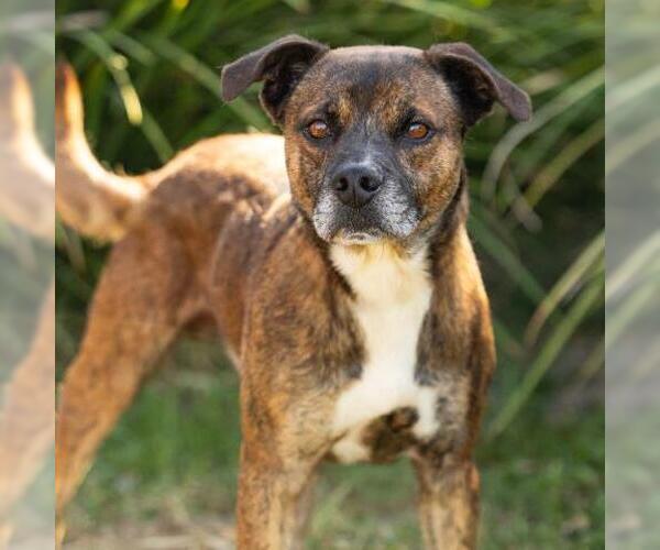 Medium Photo #1 Mutt Puppy For Sale in Camarillo, CA, USA