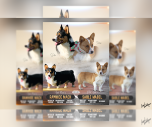 Mother of the Pembroke Welsh Corgi puppies born on 12/07/2022