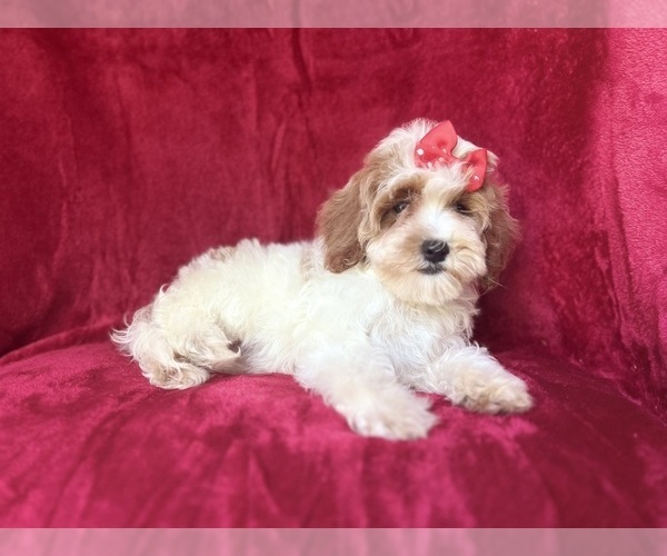 Medium Photo #6 Cock-A-Poo Puppy For Sale in LAKELAND, FL, USA