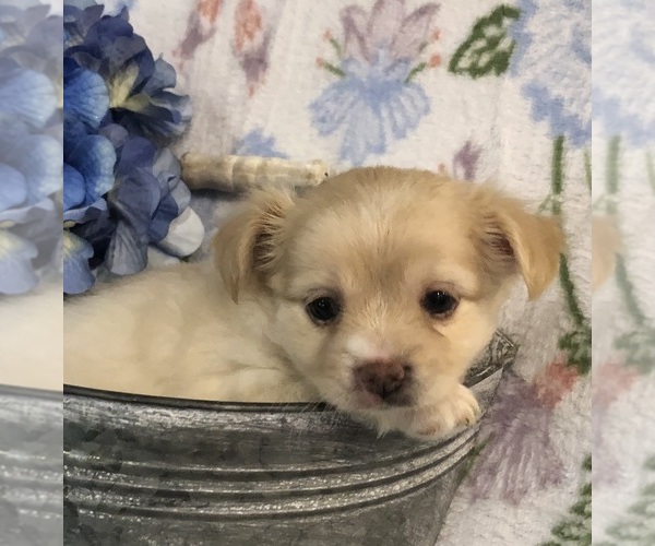 Medium Photo #9 Chihuahua Puppy For Sale in SHERMAN, TX, USA