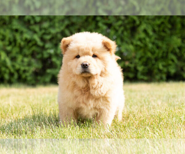 Medium Photo #29 Chow Chow Puppy For Sale in NAPPANEE, IN, USA