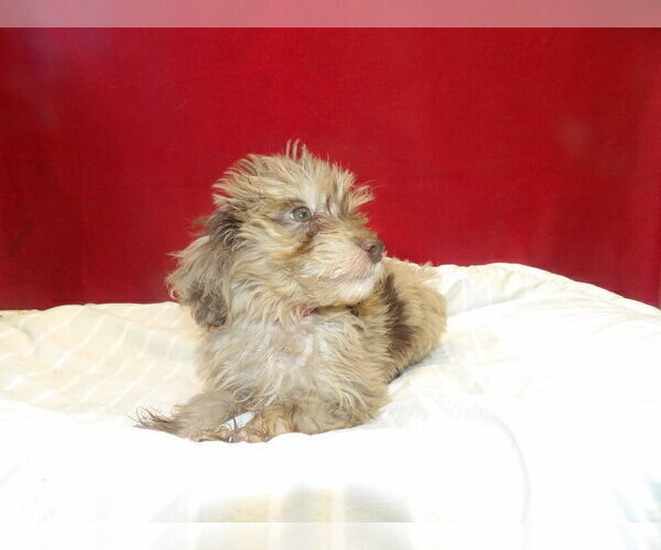 Medium Photo #4 F2 Aussiedoodle Puppy For Sale in PATERSON, NJ, USA