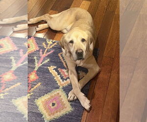 Lexie - Female Labrador Retriever-Unknown Mix Dog for Adoption - Photo #3