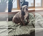 Small Photo #1 Bulldog Puppy For Sale in FAIRFIELD, IA, USA