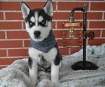 Small Photo #1 Siberian Husky Puppy For Sale in HONEY BROOK, PA, USA