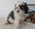Small Photo #33 ShihPoo Puppy For Sale in GOSHEN, IN, USA