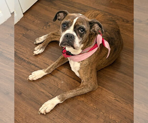 Medium Photo #4 Boxer Puppy For Sale in Austin, TX, USA