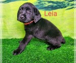 Puppy Leia AKC Englis Labrador Retriever