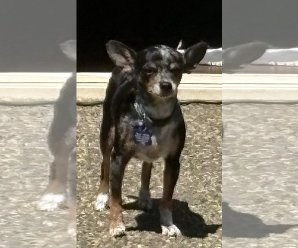 Medium Photo #3 Chihuahua-Unknown Mix Puppy For Sale in Bellevue, WA, USA