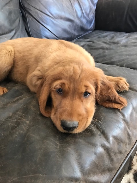 Medium Photo #1 Golden Irish Puppy For Sale in WHITMORE LAKE, MI, USA