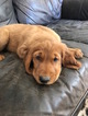 Small Photo #1 Golden Irish Puppy For Sale in WHITMORE LAKE, MI, USA