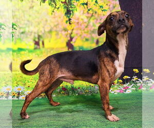 American Pit Bull Terrier-Chihuahua Mix Dogs for adoption in Wetumpka, AL, USA