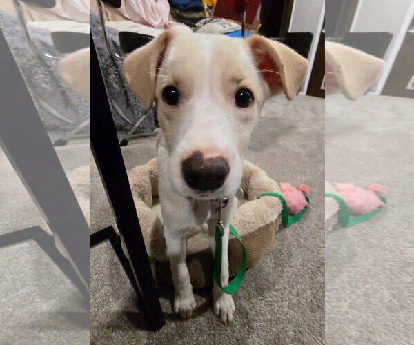 Medium Photo #4 Labrador Retriever-Unknown Mix Puppy For Sale in Genesee, WI, USA
