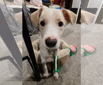 Small #3 Labrador Retriever Mix
