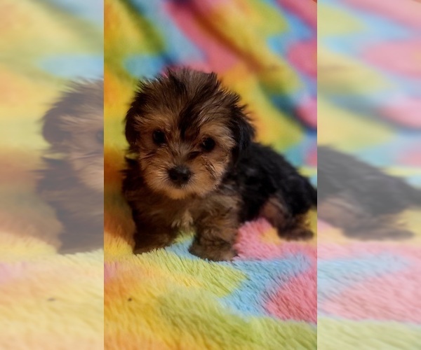 Medium Photo #1 Yorkshire Terrier Puppy For Sale in AKRON, OH, USA