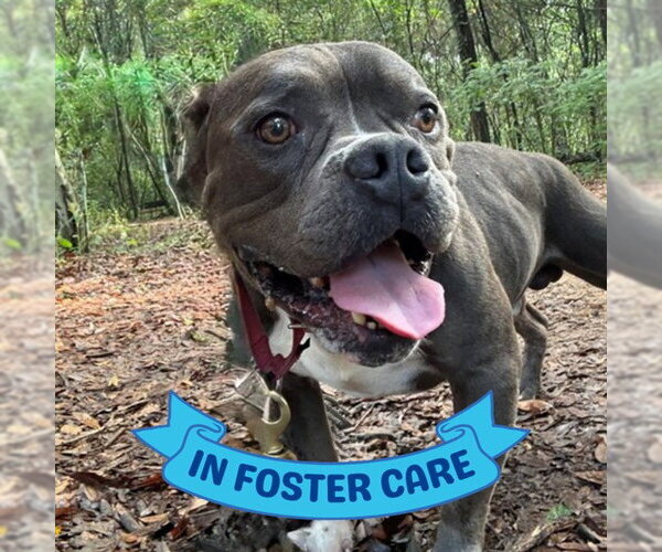 Medium Photo #4 American Staffordshire Terrier-Unknown Mix Puppy For Sale in Tallahassee, FL, USA