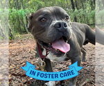 Small #3 American Staffordshire Terrier Mix