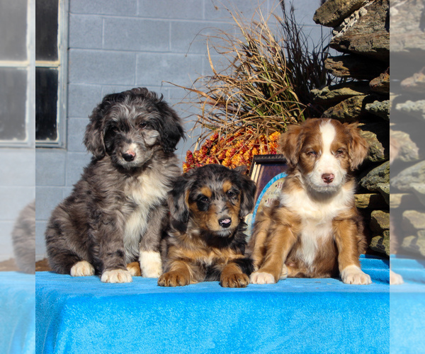 Medium Photo #3 Aussiedoodle Puppy For Sale in HOLTWOOD, PA, USA
