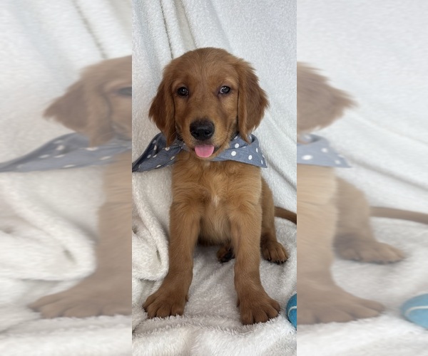 Medium Photo #6 Golden Retriever Puppy For Sale in GREENFIELD, IN, USA
