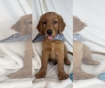 Small #5 Golden Retriever