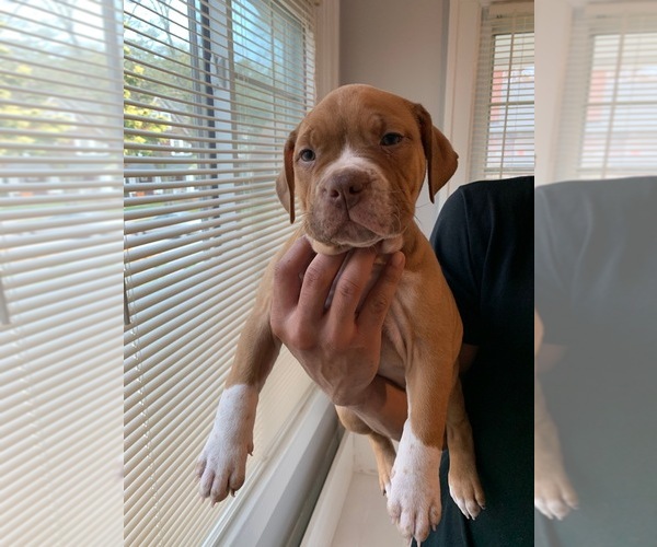 Medium Photo #1 American Bully Puppy For Sale in CLEVELAND, OH, USA
