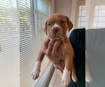 Small Photo #1 American Bully Puppy For Sale in CLEVELAND, OH, USA