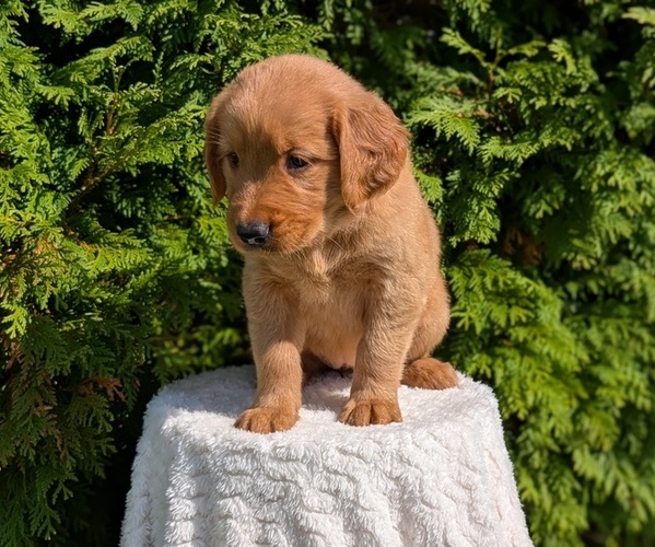 Medium Photo #23 Golden Retriever Puppy For Sale in GOSHEN, IN, USA