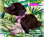 Small #3 Border Collie Mix